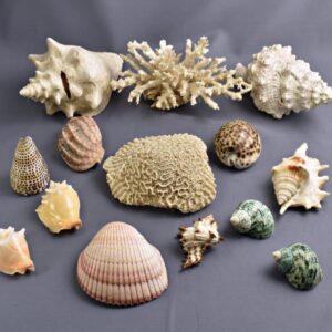 conchiglie e fossili marini