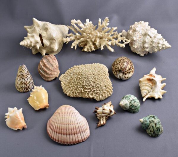 conchiglie e fossili marini