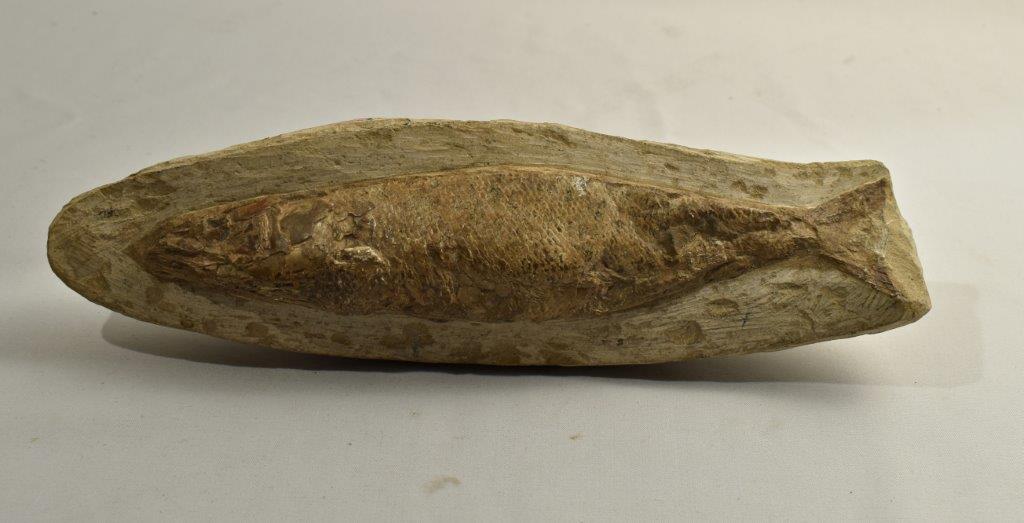 pesce fossile