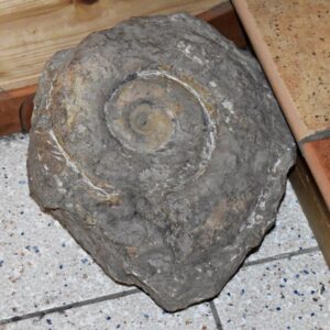 ammonite